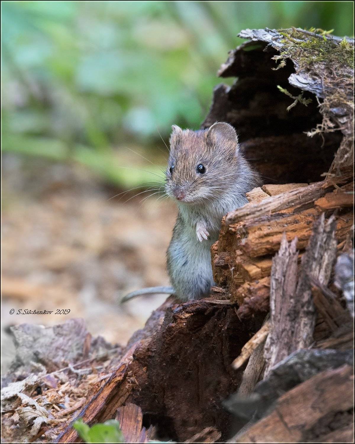 мышь, Сергей Сильченков