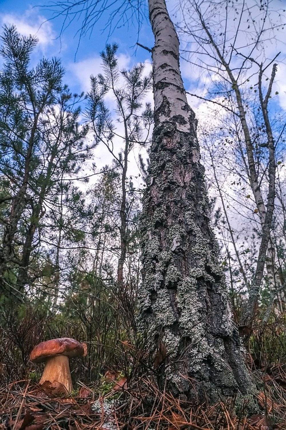 , Вячеслав Мищенко