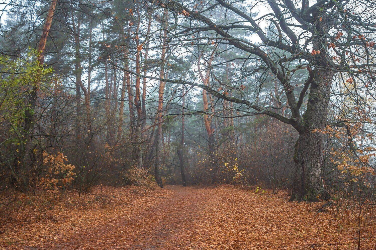 дубы, сосны, природа, осень, октябрь, лес, заповедник, Руслан Востриков