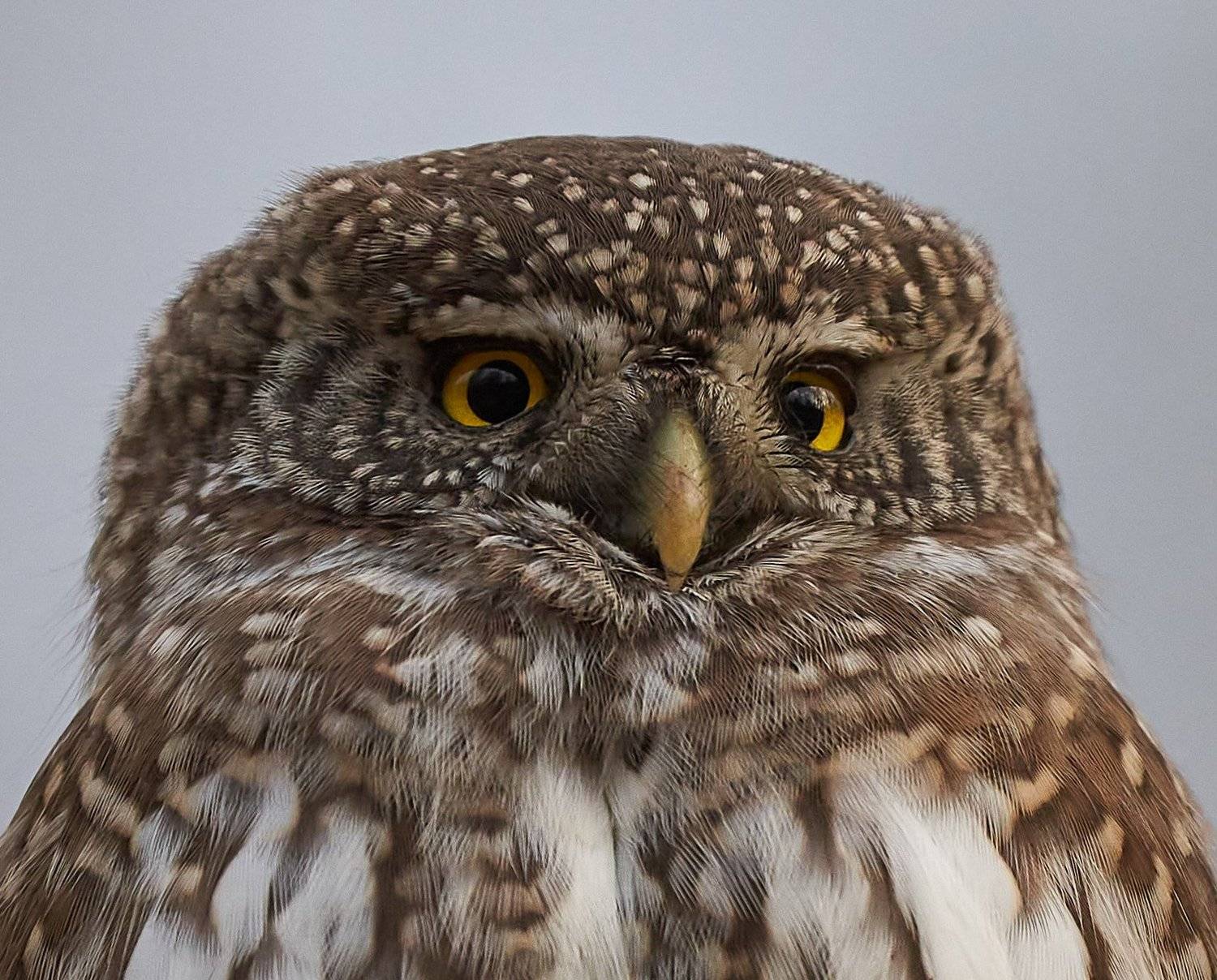 , Victor Krachkovsky