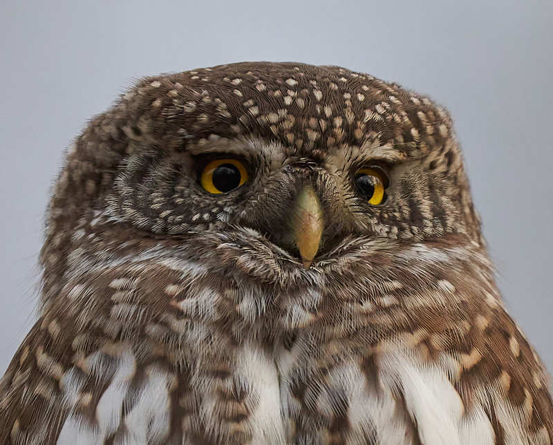 Сычик воробьиный фото превью