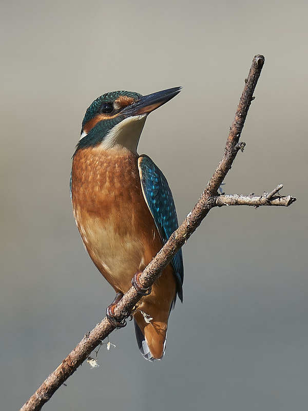 Зимородок фото превью