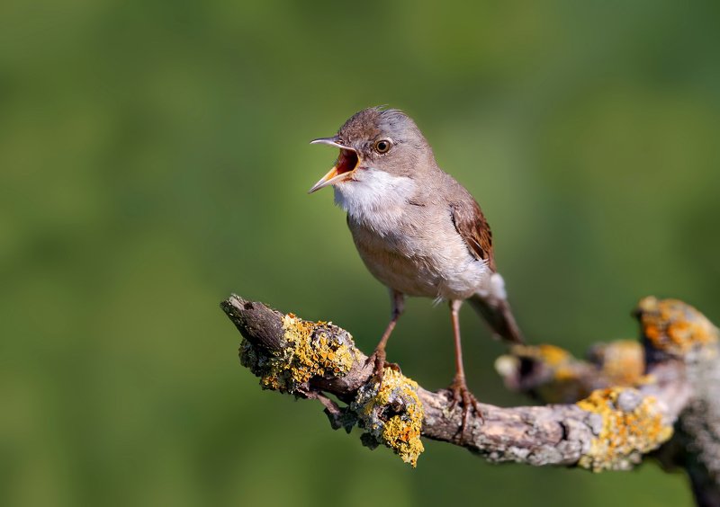 Common Whitethroat фото превью