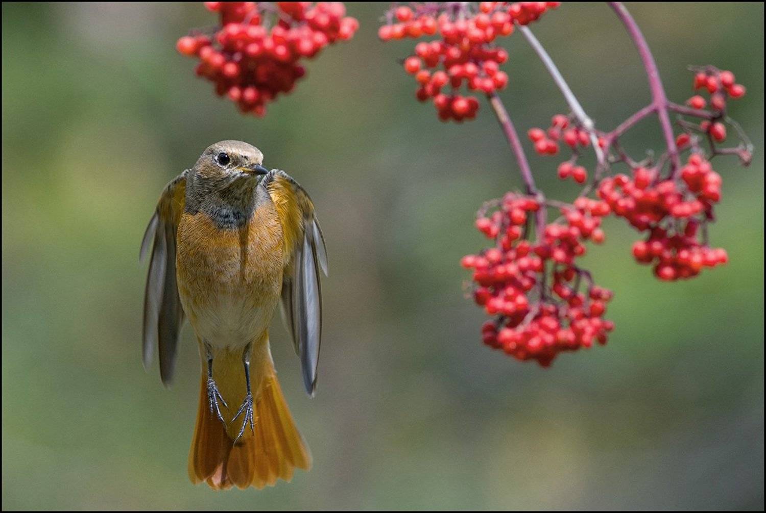 горихвостка,бузина,полёт, Иван