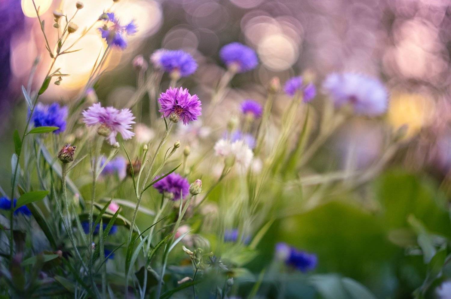 blossom, cornflower, spring, botanical, plant, flowers, garden, wild, pink, blue, purple, bokeh, wildflower, close-up, petal, marguerite, bachelor buttons, wild, colorful, clear, bright, joyful, dream, heaven, flora,  meadow, Dana S.