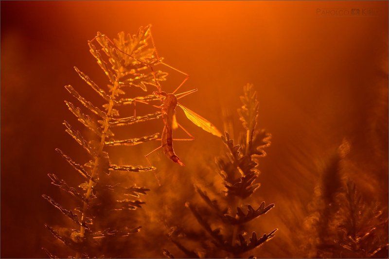 Кровавый рассвет фото превью