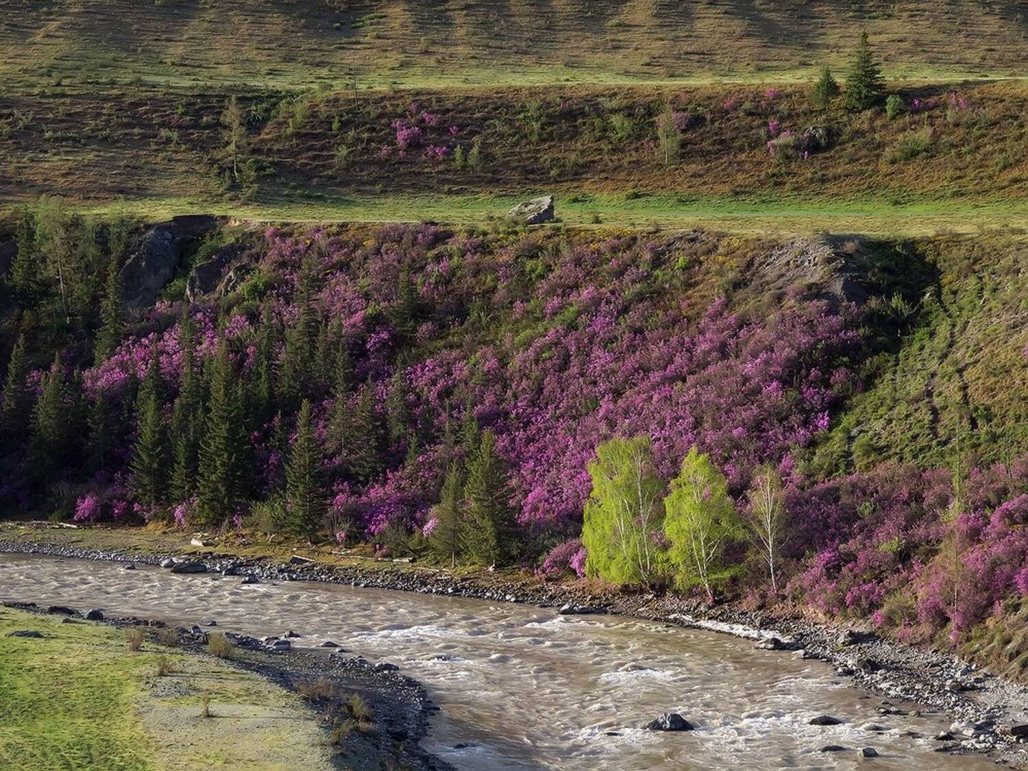 Горный алтай, Горный алтай река чуя рододендро, Маральник, Рододендрон ледебура, Лещёнок Александр