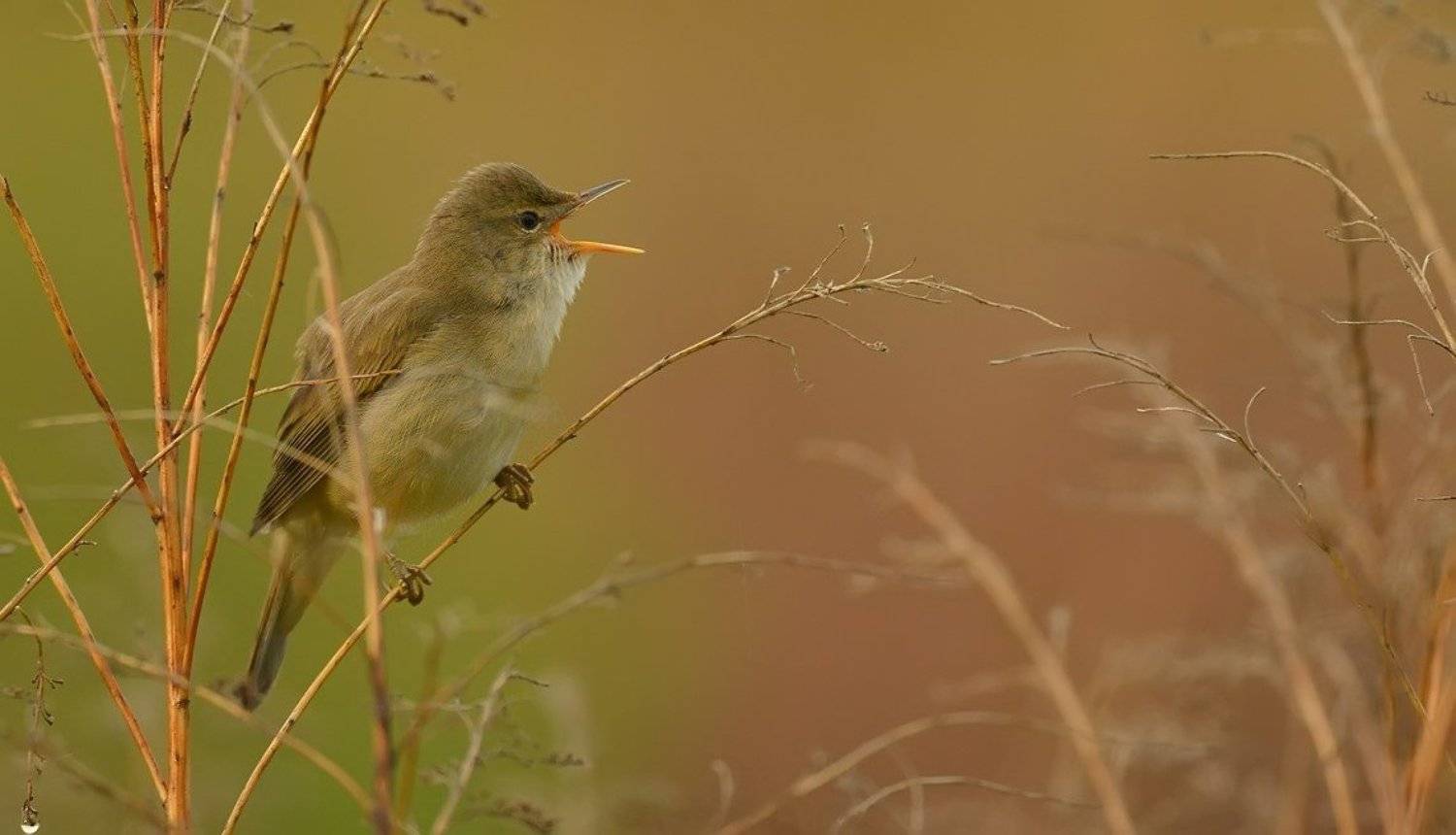 , Александр Юкарев