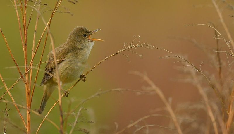 Утренние трели фото превью
