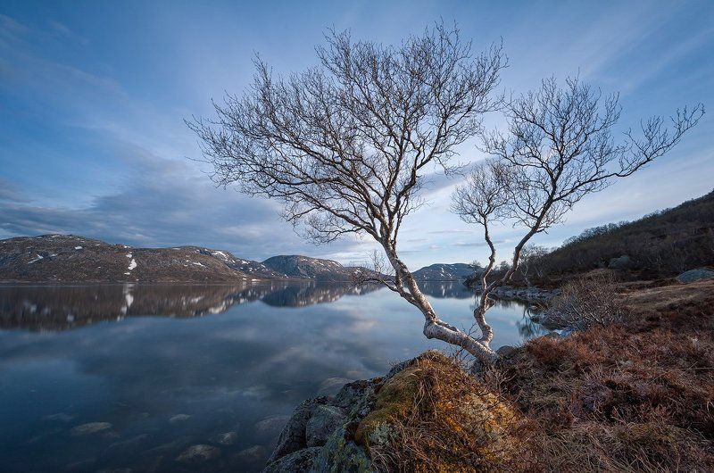 Северная береза. Озеро Sandvatnet фото превью