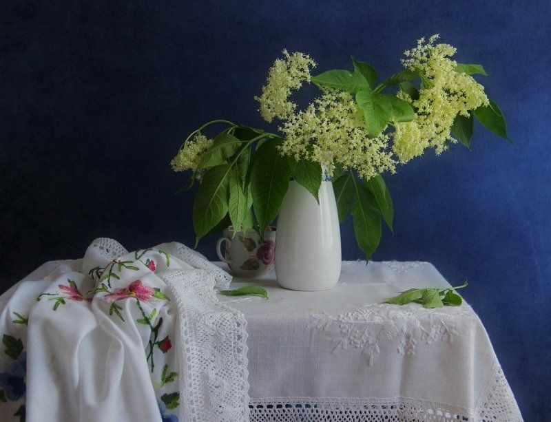 Зацвела черная бузина фото превью