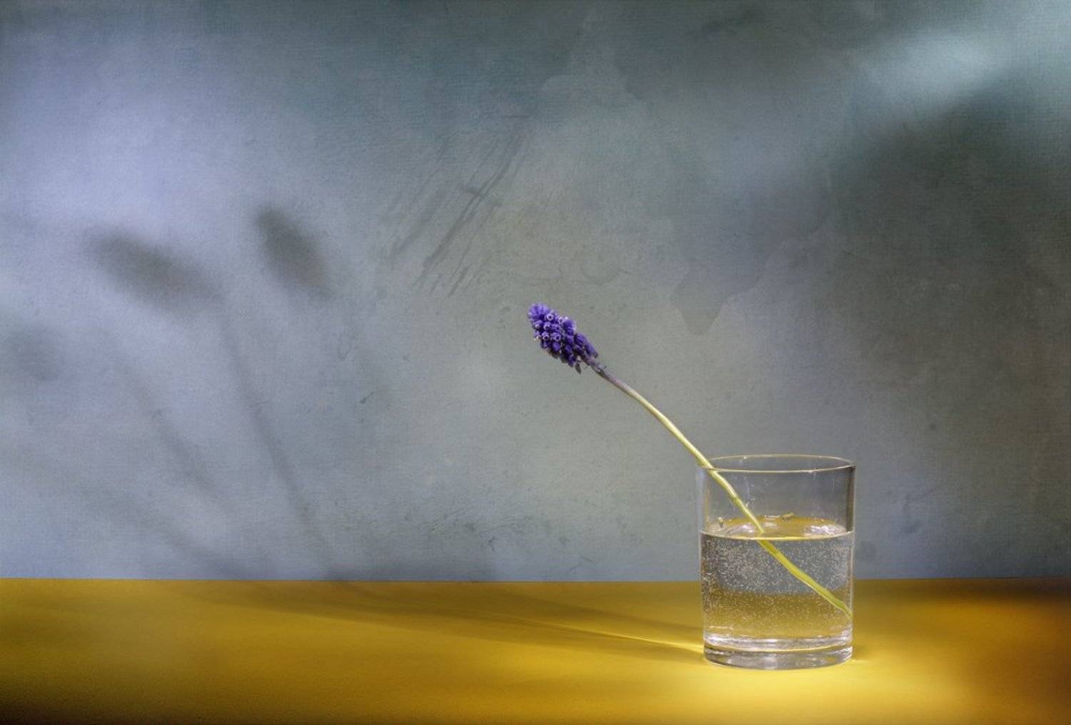 цветы, натюрморт, Svetlana Ра