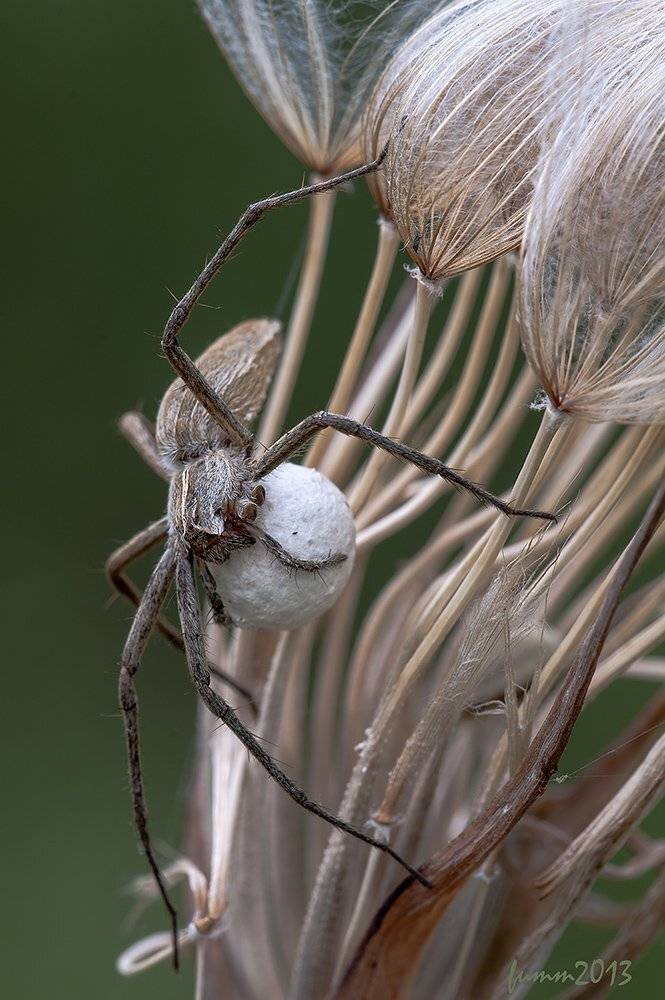 , Игорь ФУММ