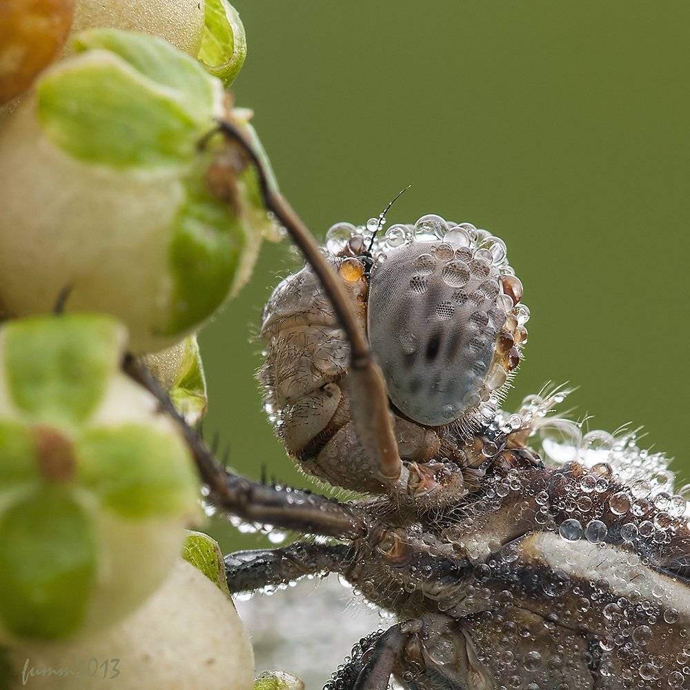 , Игорь ФУММ