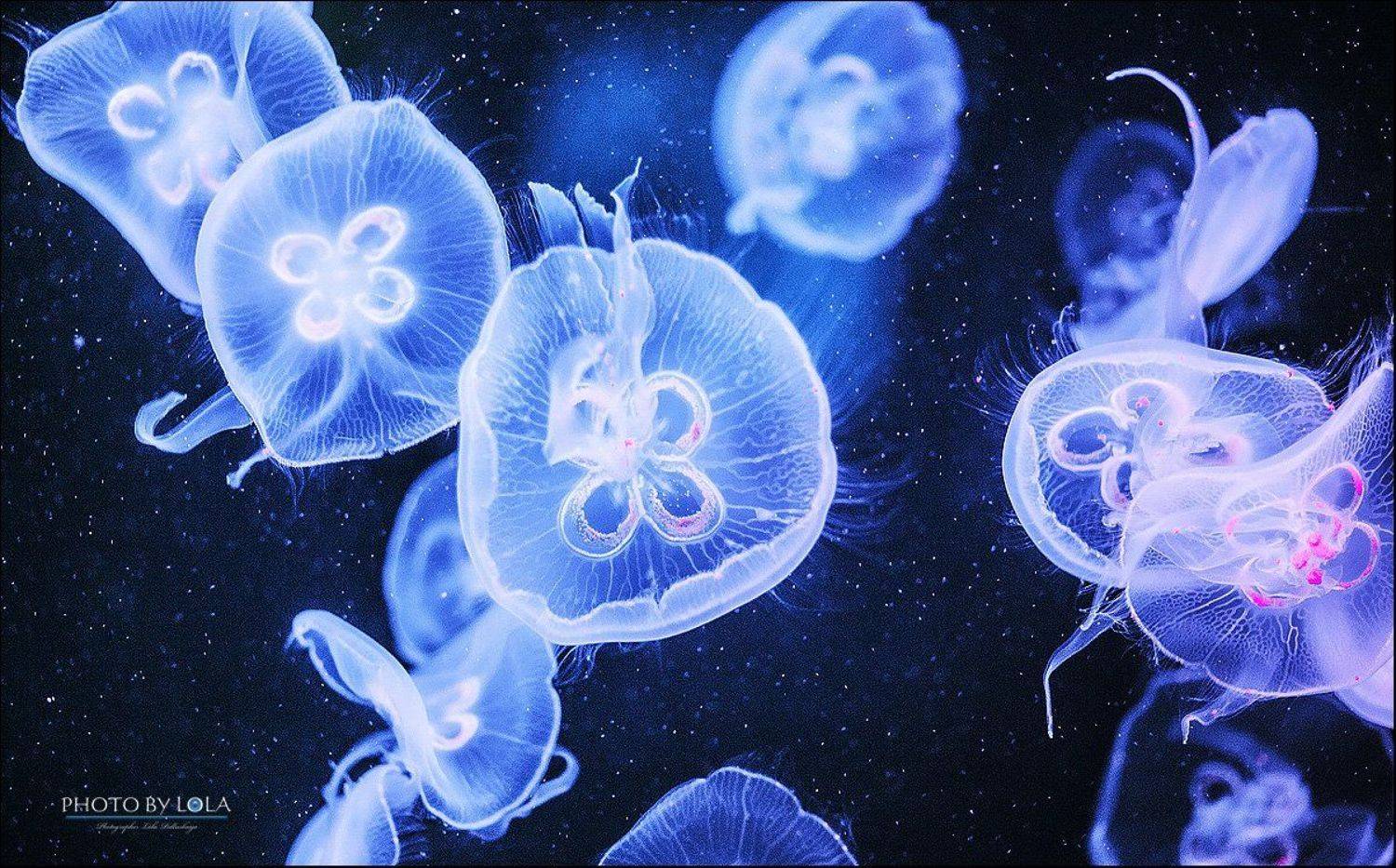 , Лола Пидлуская