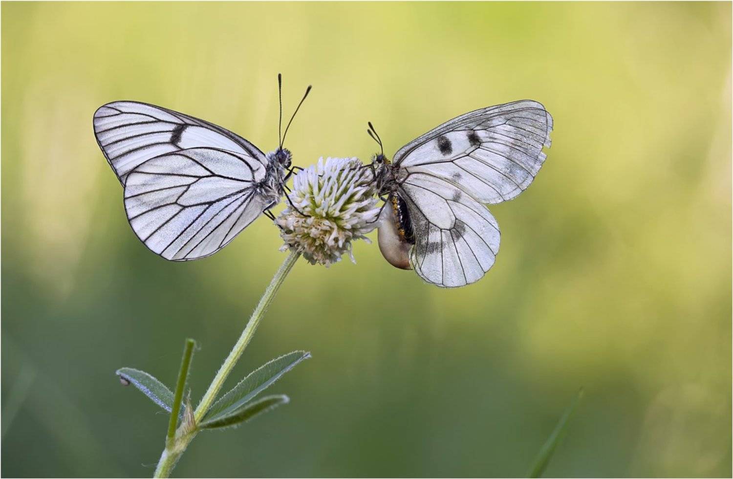 мнемозина, боярышница, aporia crataegi, parnassius mnemosyne, Леонид