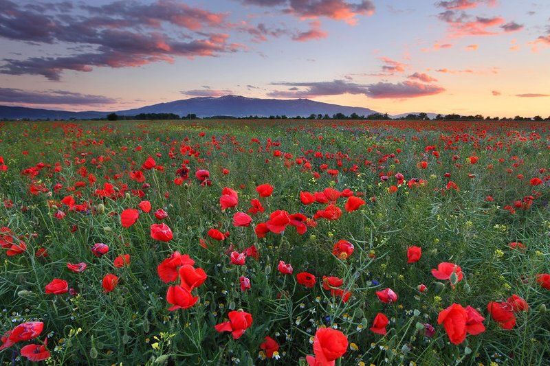 Май фото превью