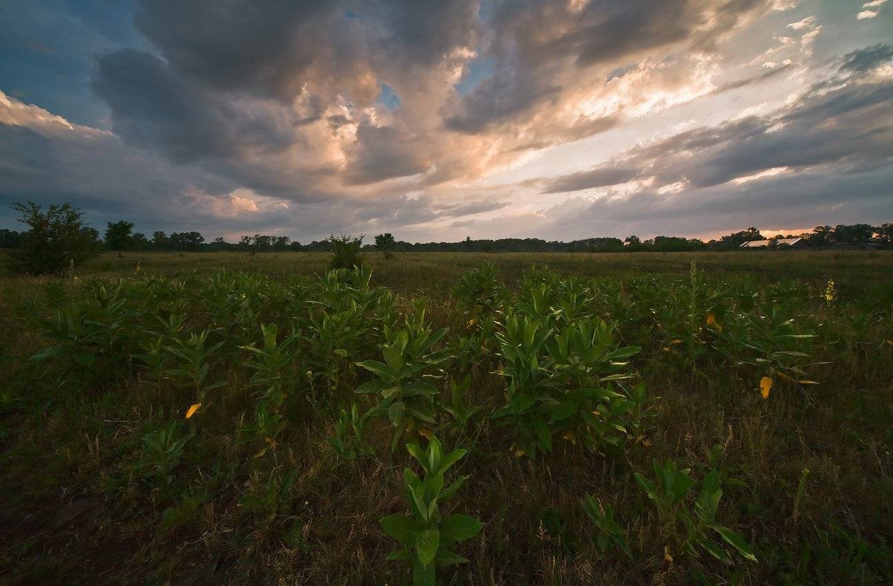 алюминиевые, огурцы, Николай Мысливцев