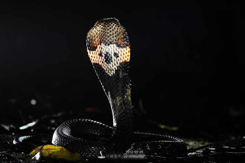 кобра фото превью