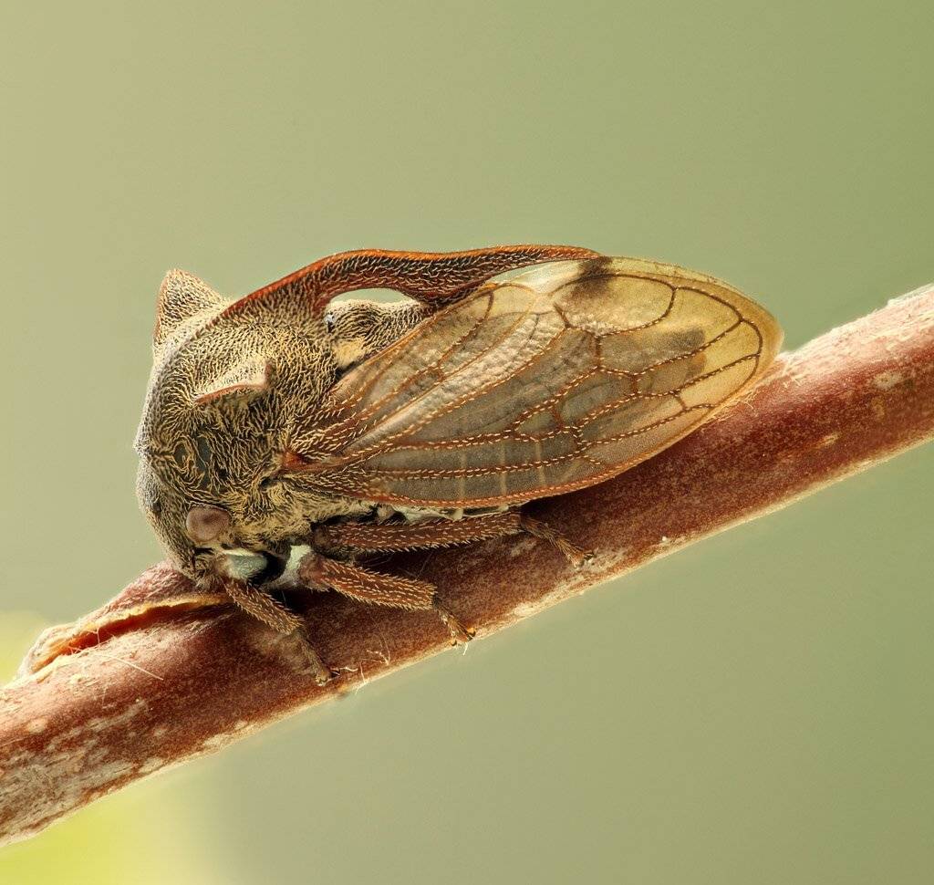 , Сергей Таланов