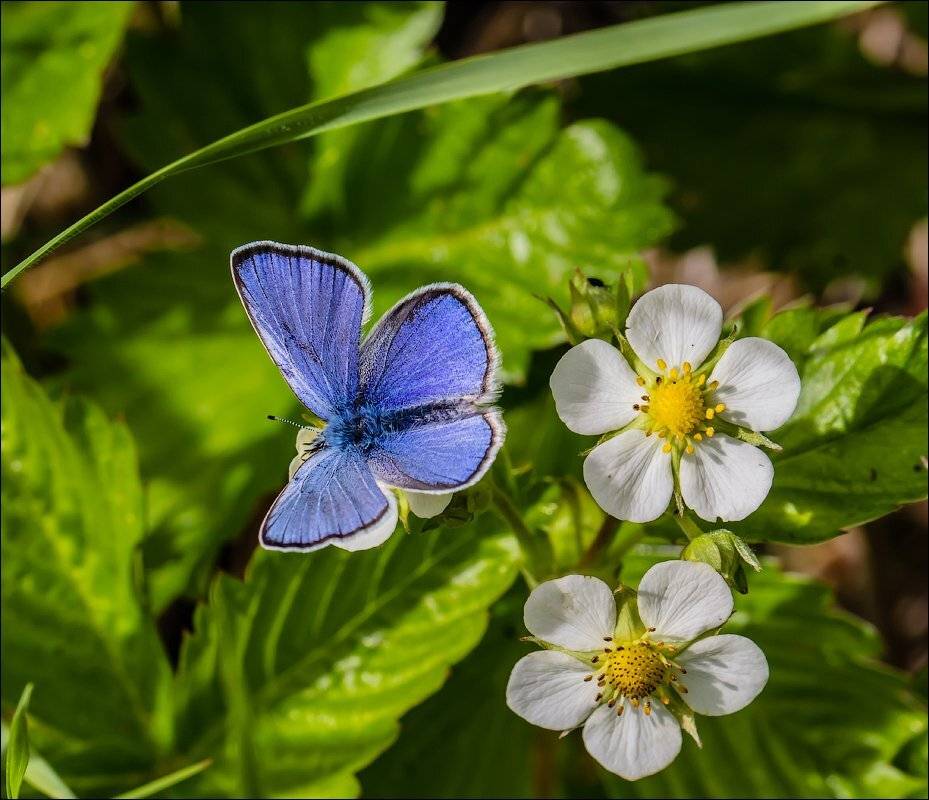 , Бурлов Андрей