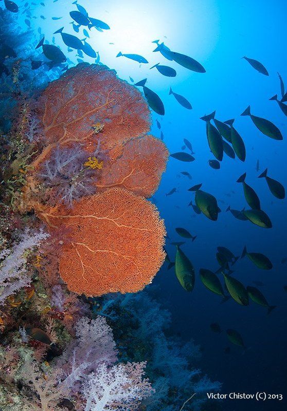 underwater, red, sea Оранжевая зелень фото превью