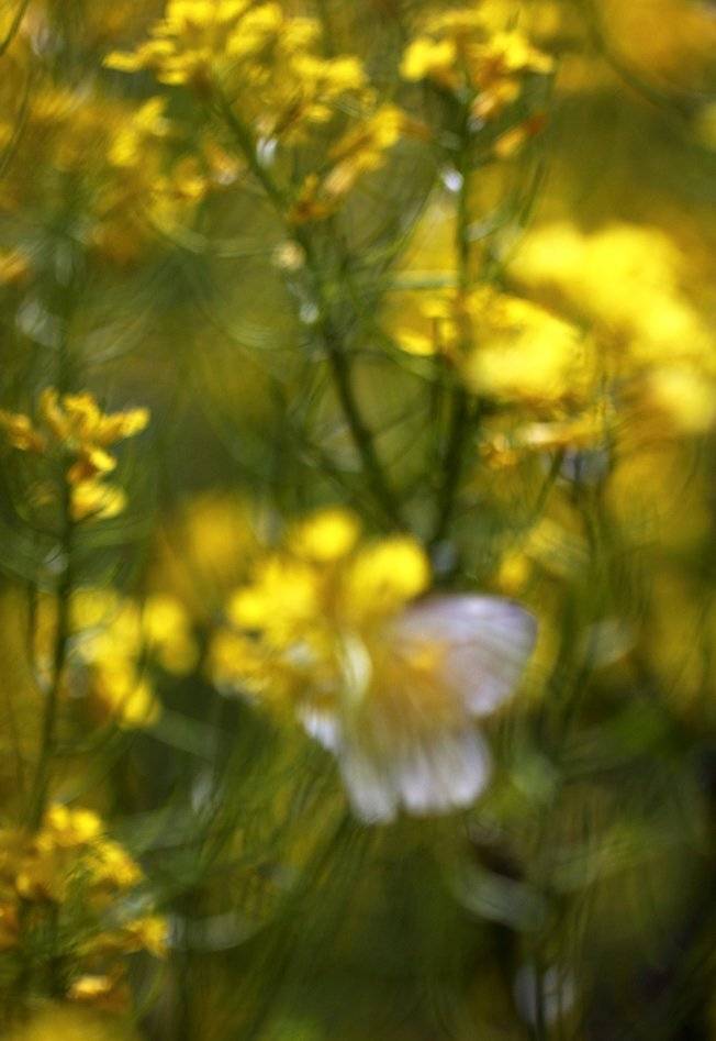 , Иваненко Светлана