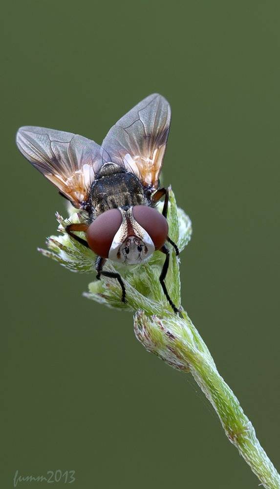 , Игорь ФУММ