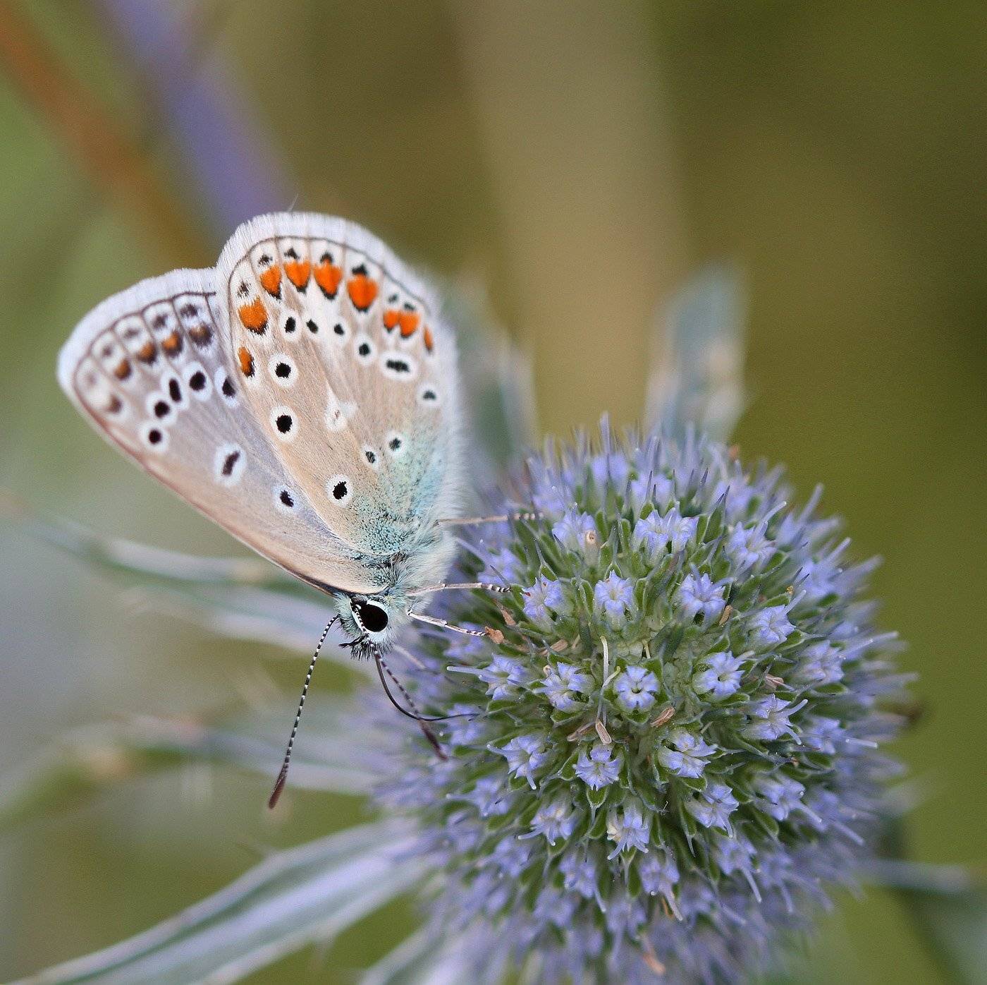 , Андрей Канышев