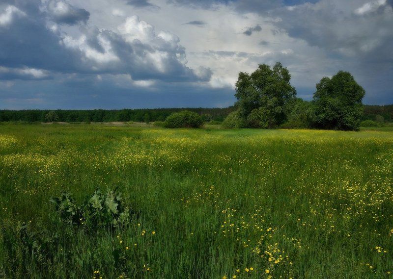 луг, цветы, гроза На лютиковых заливных лугах - 2 фото превью