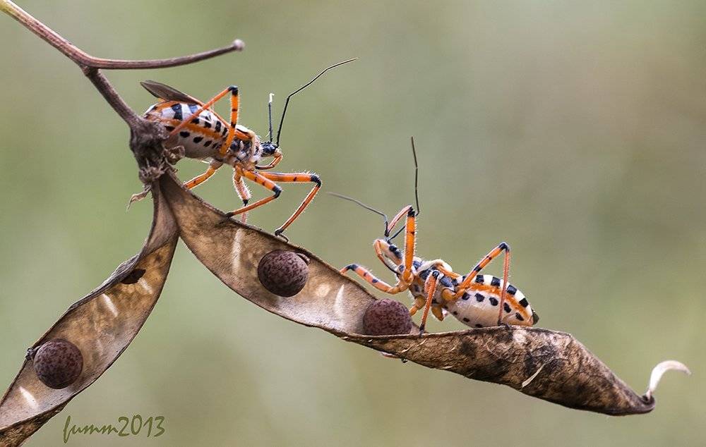 , Игорь ФУММ