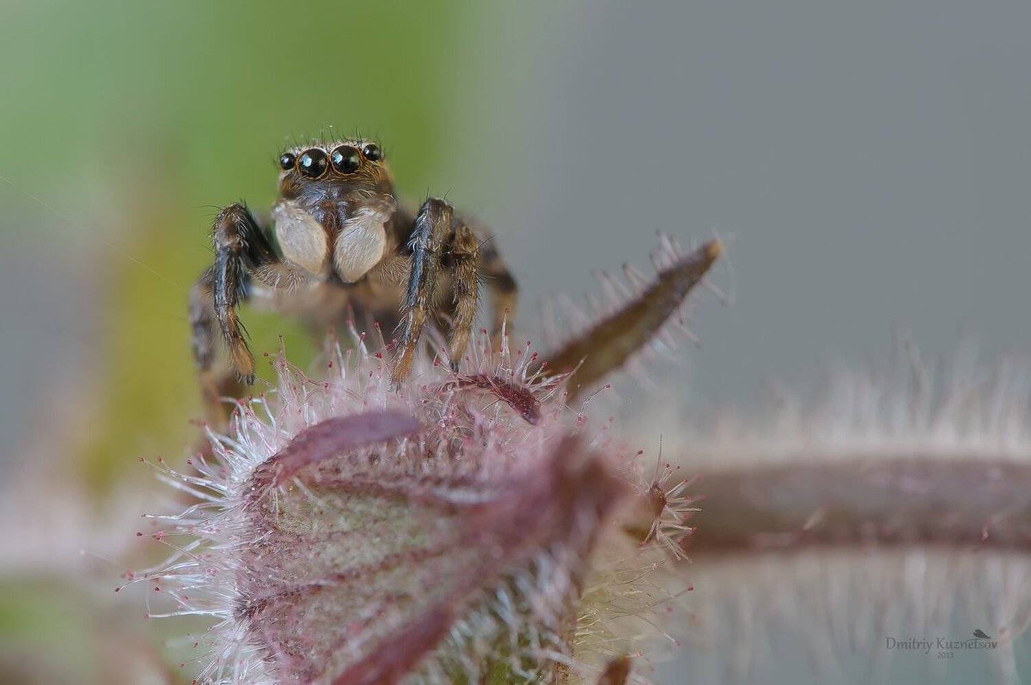 , Кузнецов Дмитрий