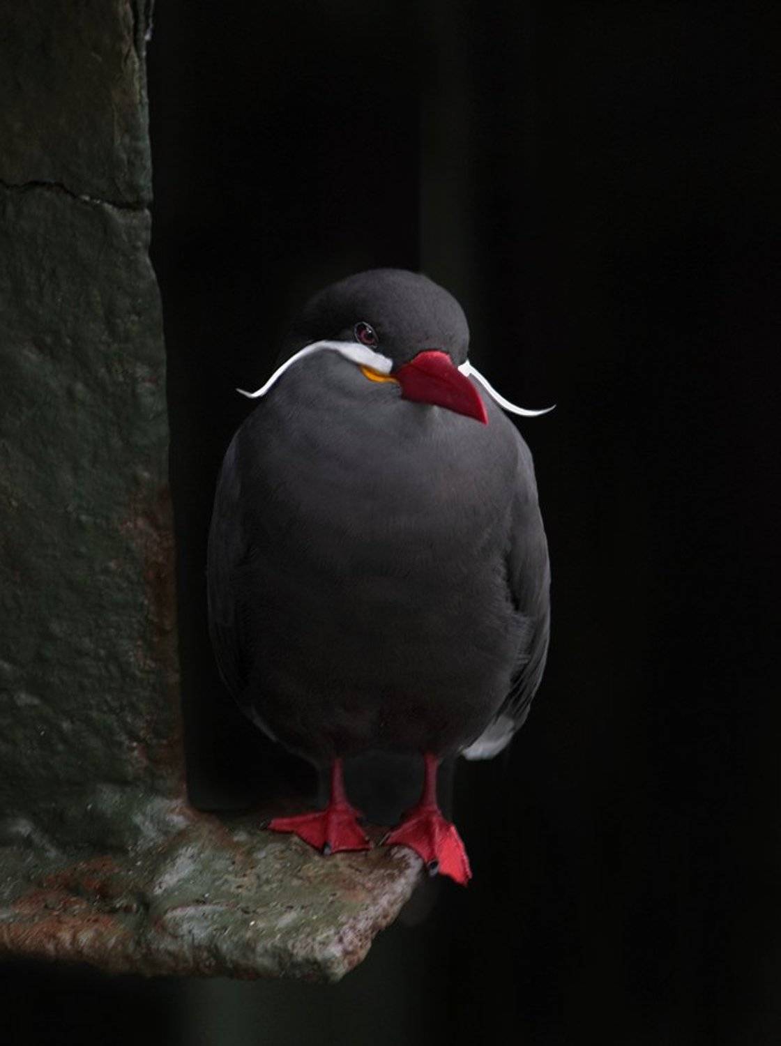 Larosterna inca, Крачка-инка, Sergey Volkov