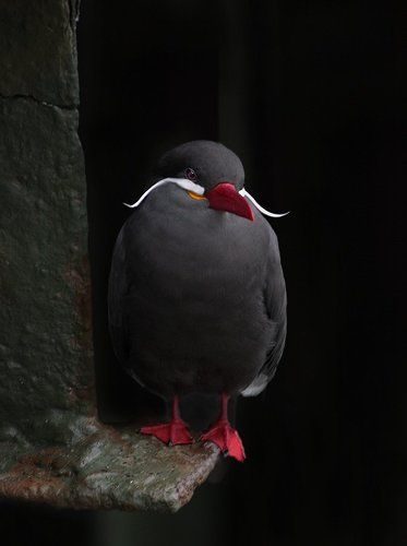 Здравствуй, дедушка Мороз)