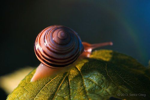 After the rain (После дождя)