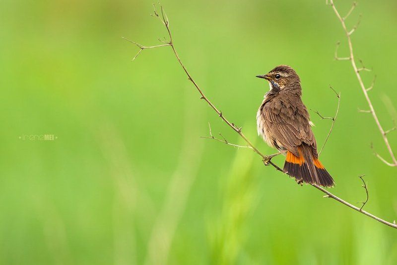 Animals, Bird, Luscinia svecica, Nature, Варакушка, Самка После дождя фото превью