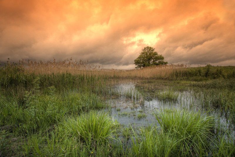 Дождливая весна... фото превью