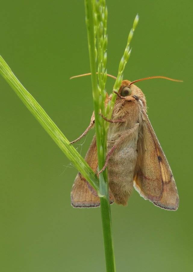 , Чепленко Алексей
