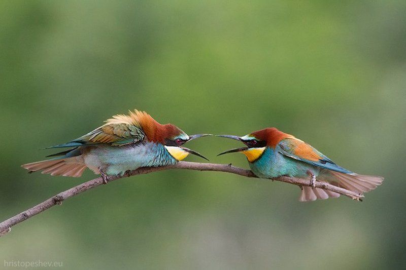 Золотистая щурка 2 фото превью