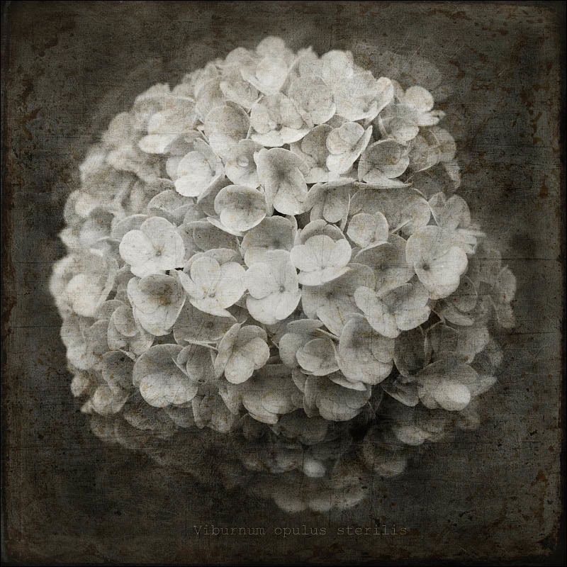 Flora фото превью