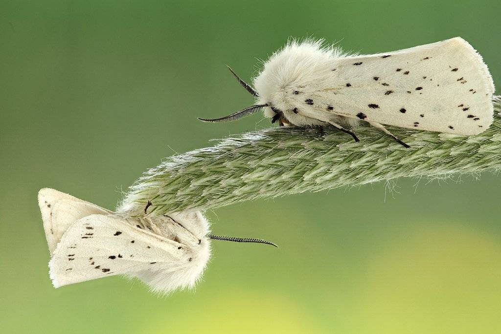 , Сергей Таланов