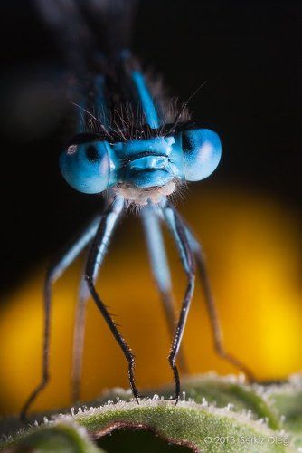 Coenagrion puella