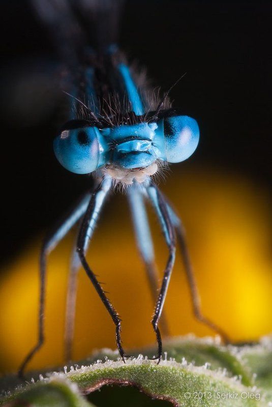 Coenagrion puella фото превью