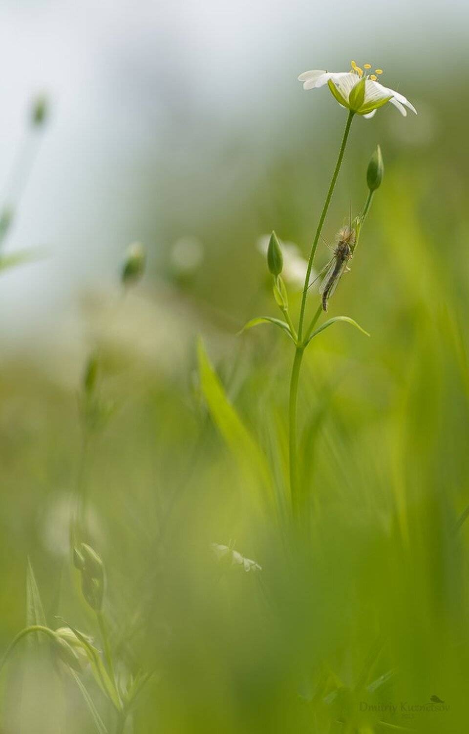 , Кузнецов Дмитрий