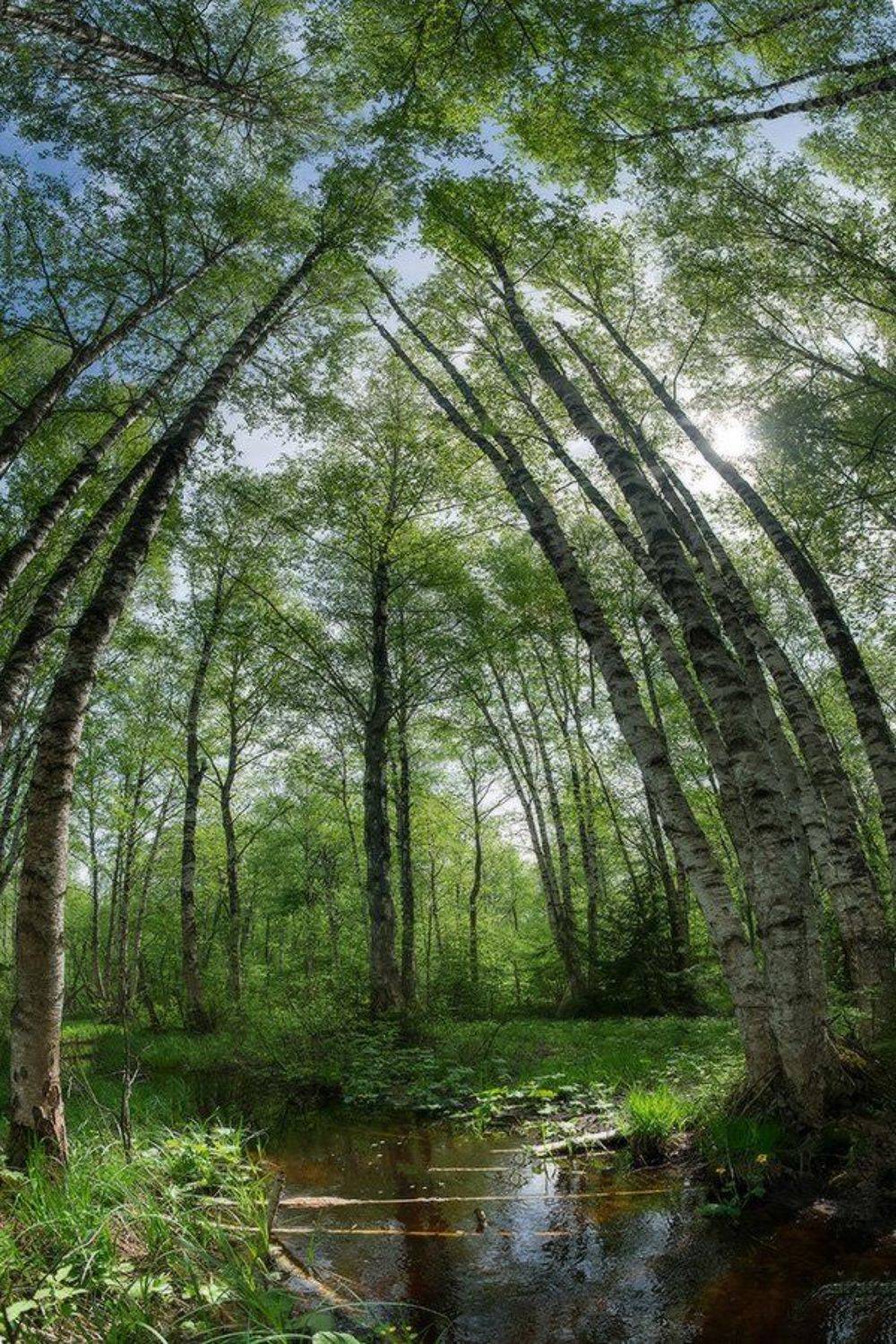 береза, весна, лес, панорама, пейзаж, ручей, Алексей Чистяков