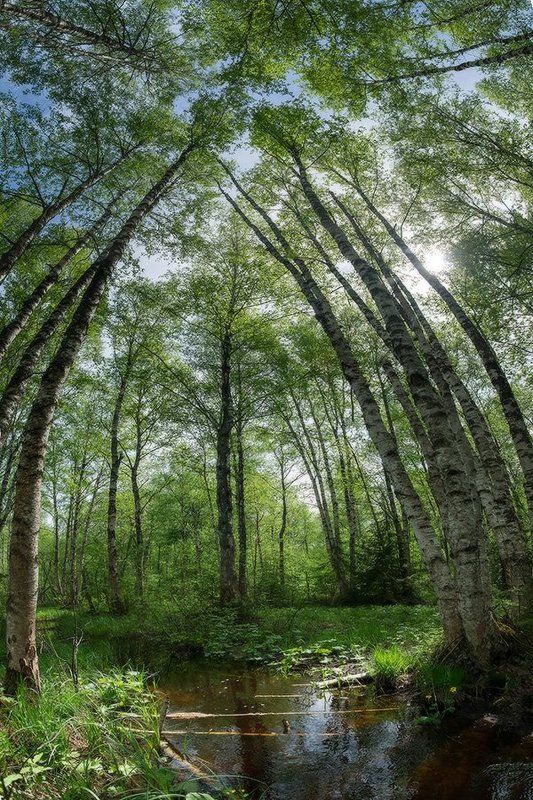 береза, весна, лес, панорама, пейзаж, ручей Панорамный взгляд на лесной ручей под кроной листвы, гармонирующей с голубым небом фото превью