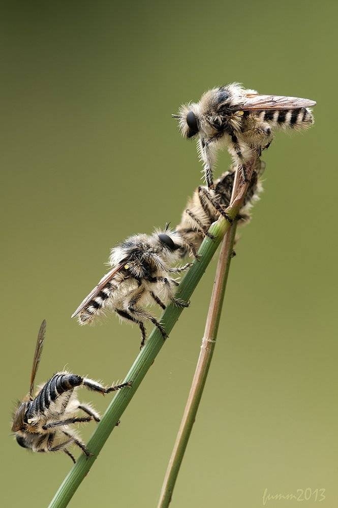 , Игорь ФУММ