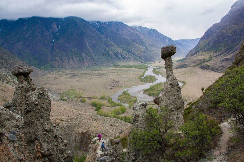 По Чулышманские грибы фото превью