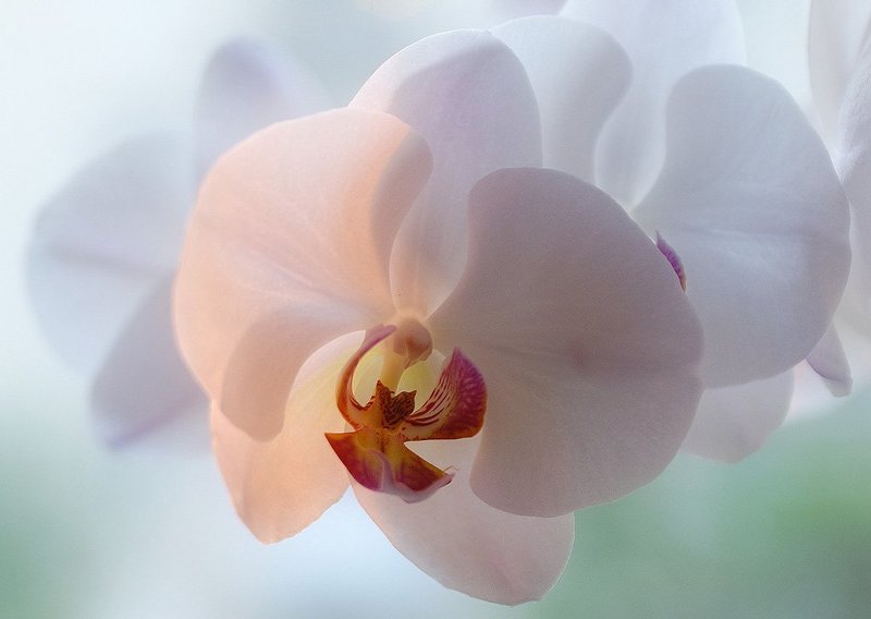 Фаленопсис фото превью