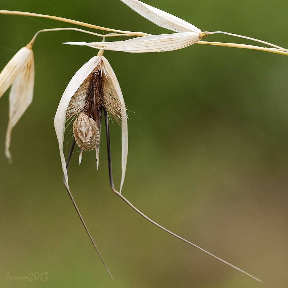 , Игорь ФУММ